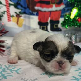 Sable girl - Sable and white female Japanese Chin puppy in Salem, Oregon from Chinnychinchinofsalem