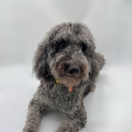 Charlie - Goldendoodle