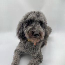 Charlie - Goldendoodle