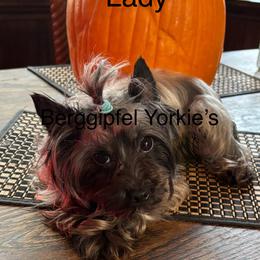 Lady - Yorkshire Terrier