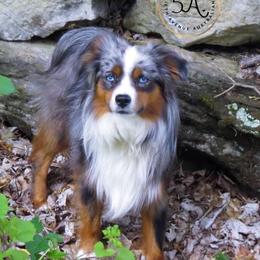 Miniature American Shepherds and Toy Australian Shepherds from Fifth Avenue Australian Shepherds
