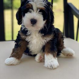 Jersey - Tri-color male Bernedoodle puppy in New Market, Virginia from Frosty & Ginger Co Home of Doodles