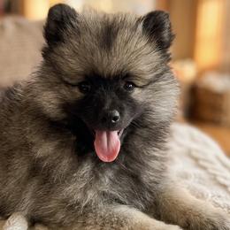 Herbie - Black and silver male Keeshond puppy in Morrison, Colorado from Mary Schooner