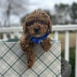 Franco - Red  male Poodle puppy in Mint Hill, North Carolina from DoodleForever