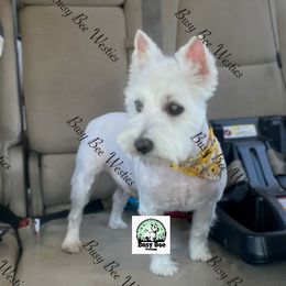 Oakley - West Highland White Terrier