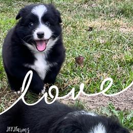 (1) Spur - Black tri male Miniature Australian Shepherd puppy in Huntington, Texas from JKKJ Farms