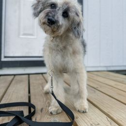 Marlowe - Merle female Whoodle puppy in Youngstown, Florida from Wonderland’s Boujie Kennels