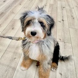 Sadie - Aussiedoodle