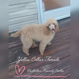 Girl 3 Yellow Collar - Apricot Poodle puppy in Coeburn, Virginia from Warburton's Heavenly Kennels