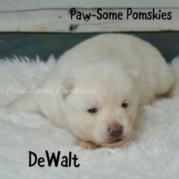 DeWalt - White male Pomsky puppy in Krum, Texas from Paw-Some Pomskies