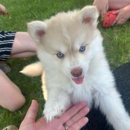 Jinu - Red and white male Pomsky puppy in Coeur D'alene, Idaho from PNW Pomskys