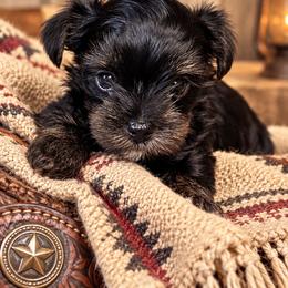 Doc - Black and tan male Yorkshire Terrier puppy in Goode, Virginia from Glass Hill Yorkies