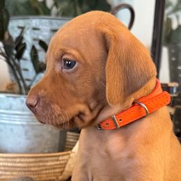 Mr. Orange - Golden rust male Vizsla puppy in Agua Dulce, California from Waterfall Ranch Hungarian Vizslas