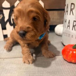 Oscar Blue collar - Red  male Goldendoodle puppy in Atco, New Jersey from Flannery’s lucky puppies 🍀