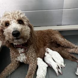 Princess - Goldendoodle
