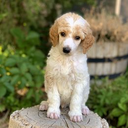 Poodle Puppies from Royal Ridge Poodles