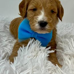 Blue male - Apricot male Goldendoodle puppy in Great Falls, Montana from Montana Goldendoodles