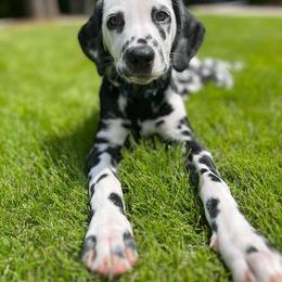 Dalmatian Puppies from Spotted Jewels Dalmatians