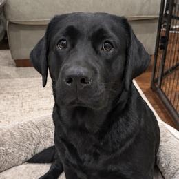 Labrador Retrievers from Coosa Kennels