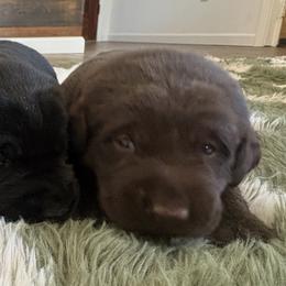 Maple - Chocolate female Labrador Retriever puppy in Oklahoma City, Oklahoma from H & H Retrievers