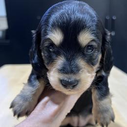 Emma - Black and tan female Dachshund puppy in Jordan, Arkansas from Lakeshore Dachshunds