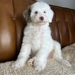 Beau - Parti male Goldendoodle puppy in Ottawa, Ohio from Simply Beautiful Goldendoodles
