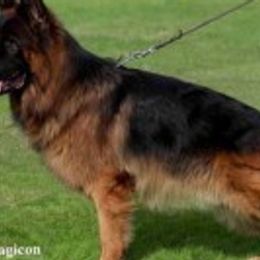 German Shepherds from Bridgette Murray