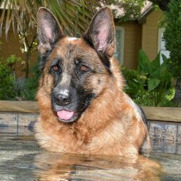 German Shepherds from Von der Otto German Shepherds
