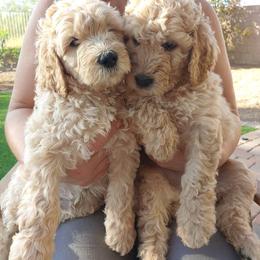 Goldendoodle Puppies from Lattesgoldendoodlepuppies