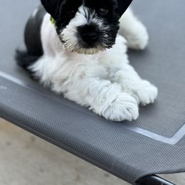Miniature Schnauzer Puppies from Butterleaf Farms
