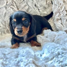 Mrs Potts - Black and tan female Dachshund puppy in Casper, Wyoming from Daisy's Doxies