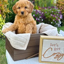 Goldendoodle and Poodle Puppies from D&D Doodles