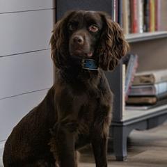 Boykin Spaniels, English Cocker Spaniels, and German Shorthaired Pointers from Flatwoods Kennels and Training LLC