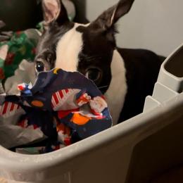 Boston Terrier Puppies from I Love Pups