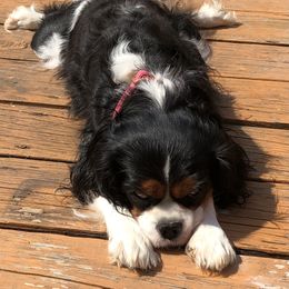 Annie - Cavalier King Charles Spaniel