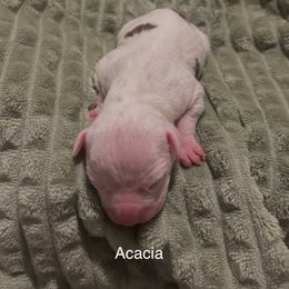 American Pit Bull Terrier Puppies from Wyngate Puppy Breeders