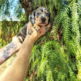 Rusty - Black and tan male Dachshund puppy in Norco, California from Tessasprettydachshunds