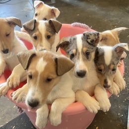 Collie Puppies from Lakeside Collies