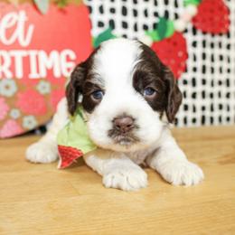 Max - Brown and white male Cockapoo puppy in Rattan, Oklahoma from Double M Cocker Spaniels