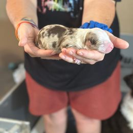 Snickerdoodle - Red merle male Australian Shepherd puppy in Williston, Florida from Over The Rainbow Aussies