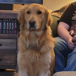 Rufus - Golden Retriever