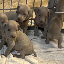 Weimaraner Puppies from Von Luchbach Weimaraners