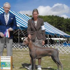 Chinese Cresteds and Xoloitzcuintli from Xcel's Xoloitzcuintli and Chinese Cresteds