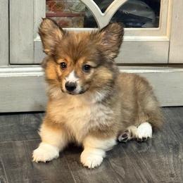 Pluto - Sable male Pembroke Welsh Corgi puppy in Moreno Valley, California from Playful Corgis