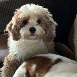 Cami - Cavapoo