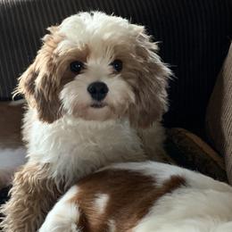 Cami - Cavapoo