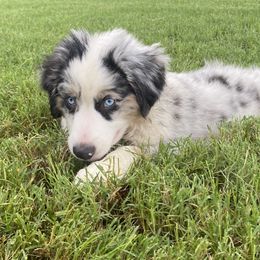 Miniature Australian Shepherd Puppies from Akasta Aussies