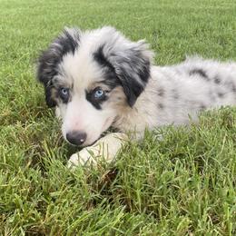 Miniature Australian Shepherd Puppies from Akasta Aussies