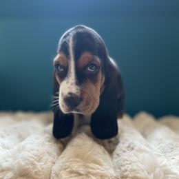 Daemon - Black brown and white male Basset Hound puppy in Remington, Virginia from Lotus Rose Basset hounds
