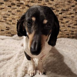 Dachshunds from Magnolia Crate's